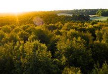 Autumn forest at sunrise with a golden sun shining in in the English countryside