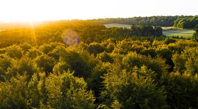 Autumn forest at sunrise with a golden sun shining in in the English countryside