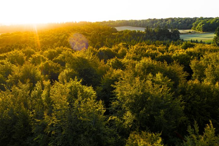 Autumn forest at sunrise with a golden sun shining in in the English countryside