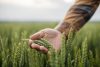 Unrecognizable male farmer touching his wheat crop in agricultural field.