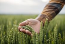 Unrecognizable male farmer touching his wheat crop in agricultural field.