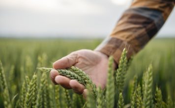 Unrecognizable male farmer touching his wheat crop in agricultural field.