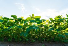 Young soy field. Soybeans agriculture nature field. Growing soy