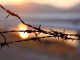 Barbed wire on sunset sky