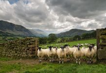 Lake District sheep