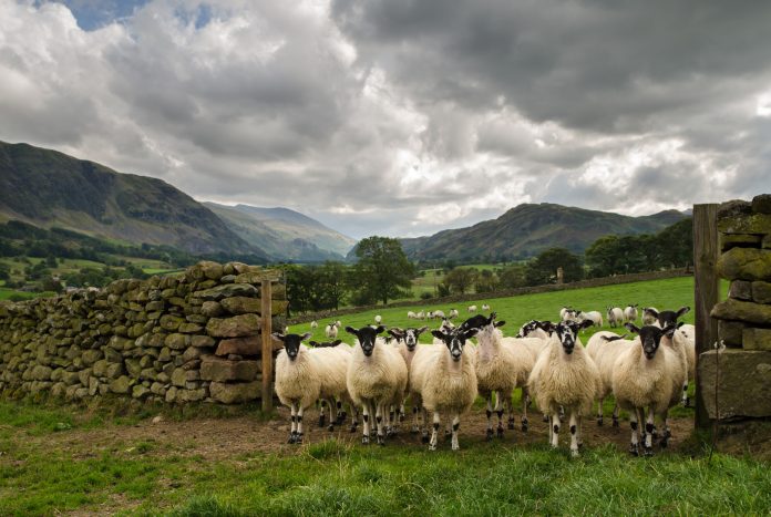 Lake District sheep