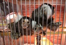 Marmoset Monkey