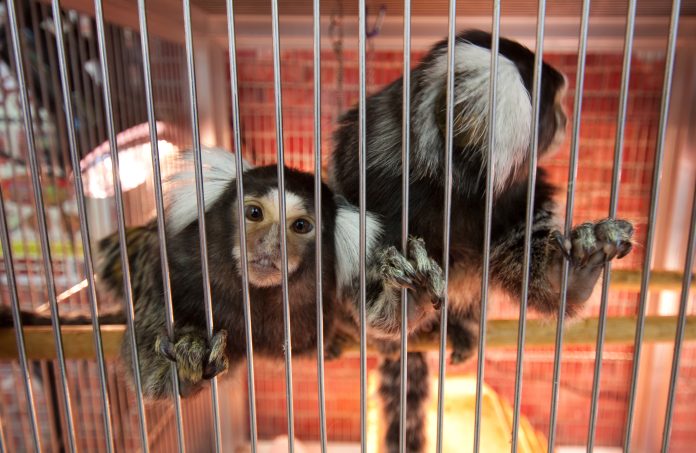 Marmoset Monkey