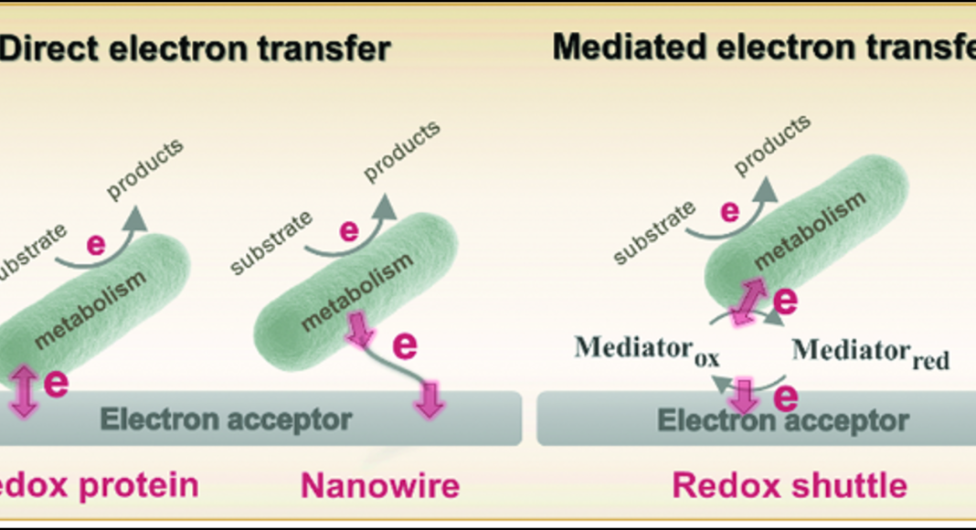 Figure 1. Visualization of direct and mediated extracellular electron transfer by bacteria.