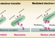 Figure 1. Visualization of direct and mediated extracellular electron transfer by bacteria.