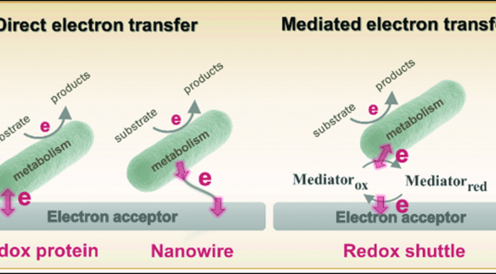 Figure 1. Visualization of direct and mediated extracellular electron transfer by bacteria.