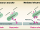 Figure 1. Visualization of direct and mediated extracellular electron transfer by bacteria.