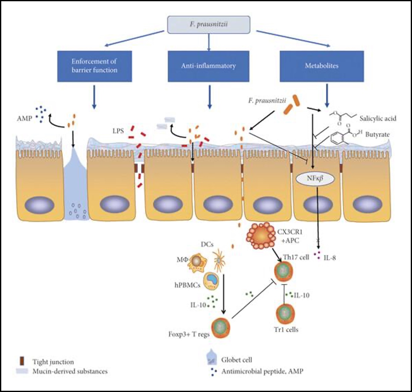 Figure 2. Mechanism underlying the anti-inflammation and enhancement of barrier function by Faecalibacterium prausnitzii.