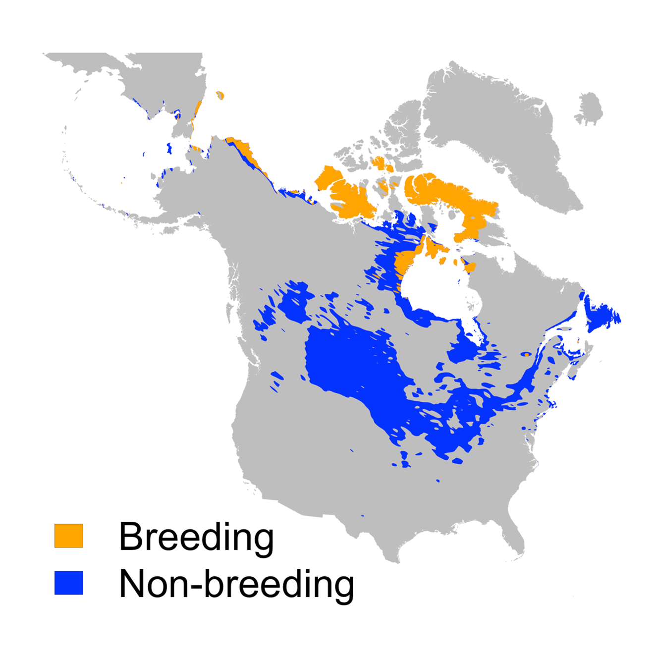 Figure 1: Distribution of the snowy owl as proposed by the Cornell Lab of Ornithology.