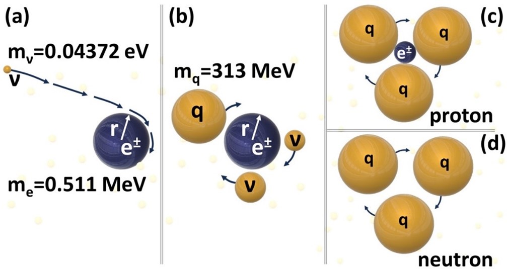 Figure 2. The mechanism of hadronization (or baryogenesis) leading to the formation of aproton or neutron: When a neutrino meets an electron (a), then the huge (by neutrino standards) electron mass accelerates gravitationally the neutrino to highly relativistic speeds and thus a W-boson is formed. (b) Therefore, according to Einstein’s special relativity (SR), its mass increases dramatically and reaches the quark mass range. (c) three such fast-rotating quarks (i.e., relativistic neutrinos) form a proton; (d) if the positron leaves, then a neutron is formed. (5)