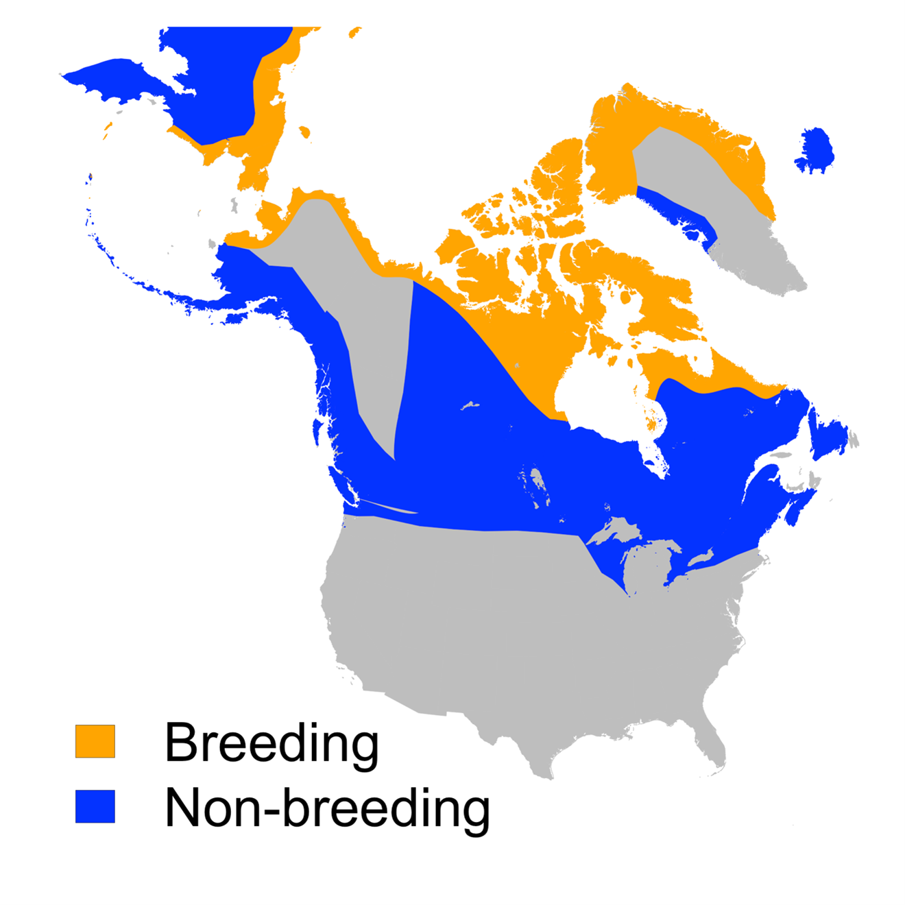 Figure 2: Distribution of the snowy owl as proposed by BirdLife International.