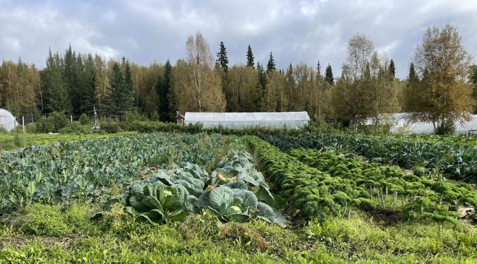 Farm in Fairbanks, Alaska