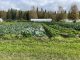 Farm in Fairbanks, Alaska