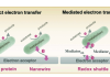 Figure 1. Visualization of direct and mediated extracellular electron transfer by bacteria.