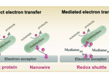 Figure 1. Visualization of direct and mediated extracellular electron transfer by bacteria.