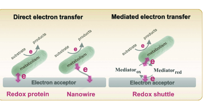 Figure 1. Visualization of direct and mediated extracellular electron transfer by bacteria.