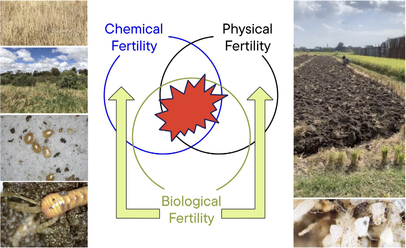 Figure 1. The health of agricultural soil depends on the response of physical, chemical, biological and hydrological soil characteristics to land management practices. Biological processes are strongly linked to both chemical and physical processes that contribute to soil fertility.