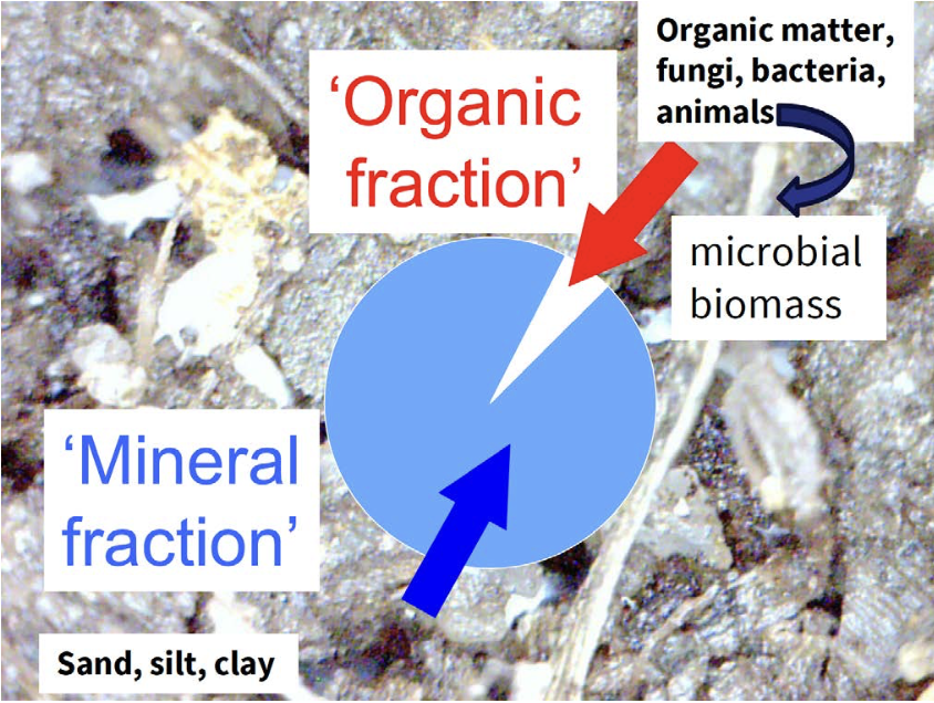 Figure 2. Soils are mainly comprised of a large mineral fraction and a very small organic fraction. The organic fraction primary contains dead plant matter, soil organic carbon and small members of the living soil community (microbial biomass).