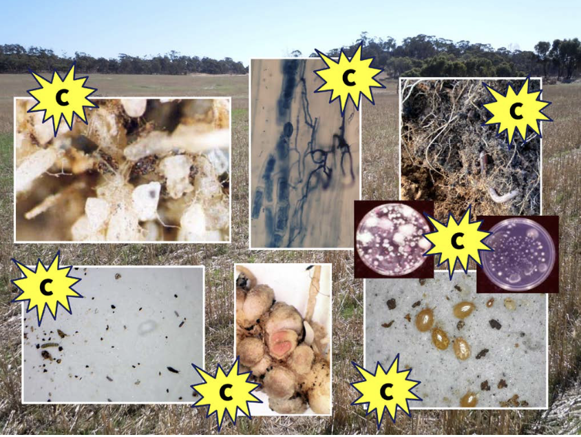 Figure 3. A wide diversity of soil organisms are inter-connected in various ways to plant derived soil carbon.