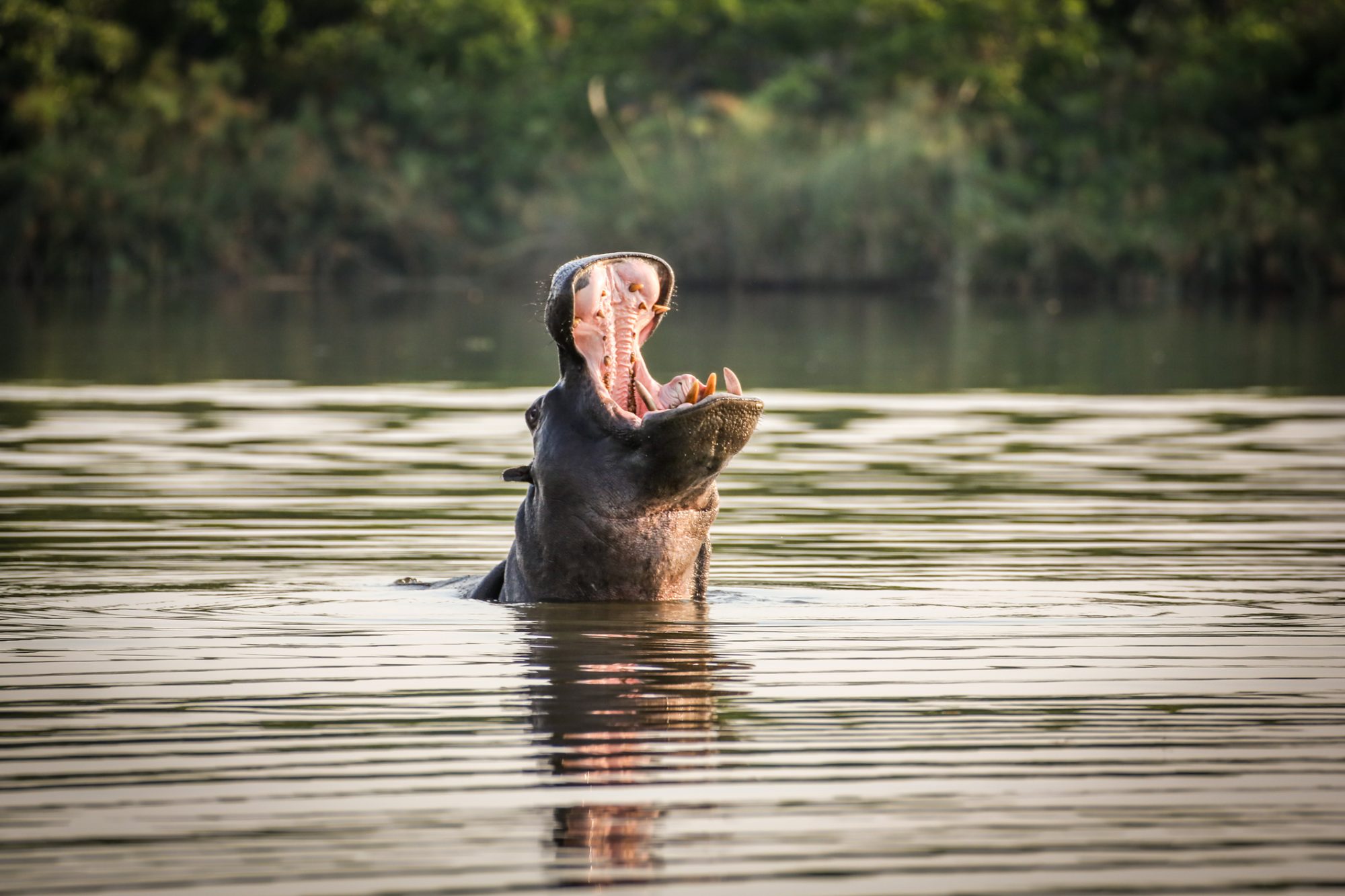 Africa, Hippopotamus, Animal, Animal Wildlife, Mouth Open