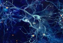 Neurons cells concept