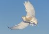 Snowy owl flying on a sunny day. Spread wings. Quebec's official bird.