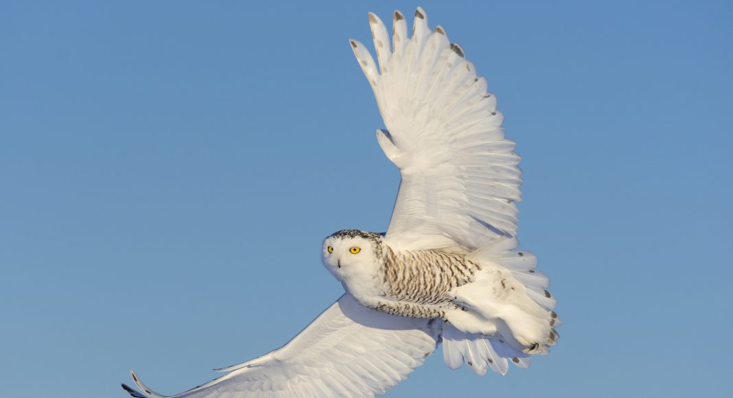 Snowy owl flying on a sunny day. Spread wings. Quebec's official bird.