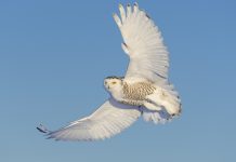 Snowy owl flying on a sunny day. Spread wings. Quebec's official bird.