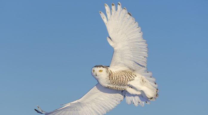 Snowy owl flying on a sunny day. Spread wings. Quebec's official bird.