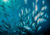 Schooling fish swimming together in crystal clear ocean