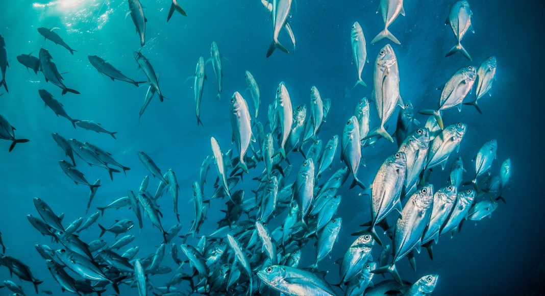 Schooling fish swimming together in crystal clear ocean