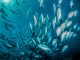 Schooling fish swimming together in crystal clear ocean