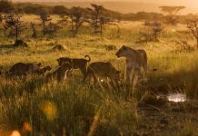 A pride of lions at sunrise.