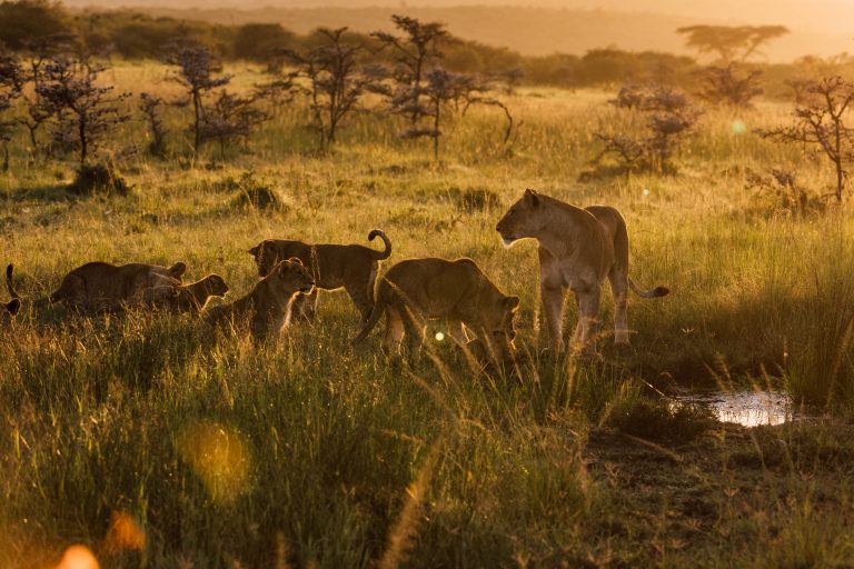 A pride of lions at sunrise.