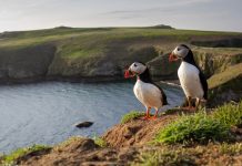 Puffins against coastline