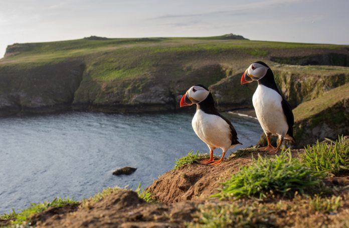 Puffins against coastline