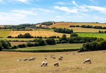 Sheep grazing in a field on the Isle of Wight, with agricultural fields behind