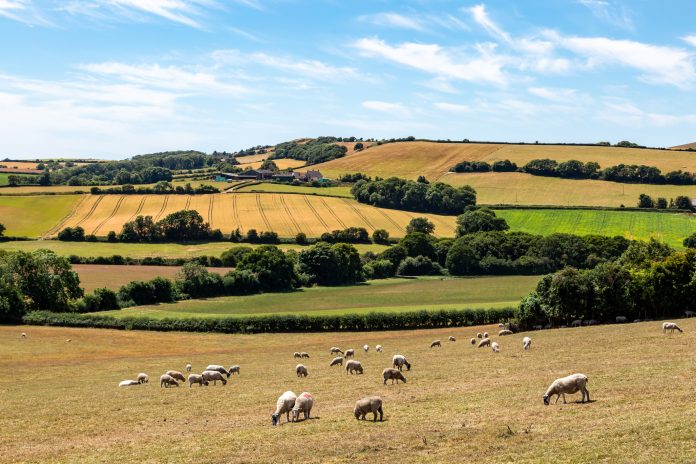 Sheep grazing in a field on the Isle of Wight, with agricultural fields behind