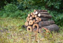 woodpile in the forest made from fallen timber, a rustic scene showcasing the beauty of natural resources