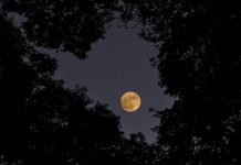 Looking up at treetops with full moon