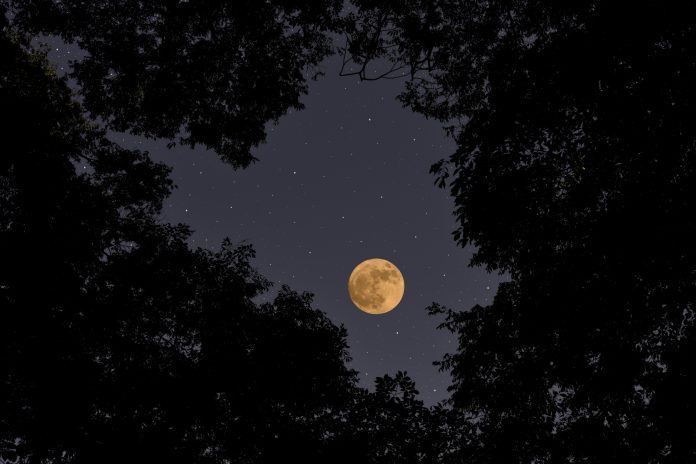 Looking up at treetops with full moon