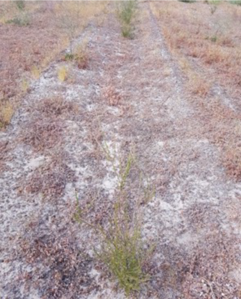 Brown to red brown non-wetting sands with subsoil acidity (pH-CaCl2 4.2 in top 30 cm), cattle and lupin-wheat rotations. Badgingarra, Western Australia. Photo: Hira Shaukat