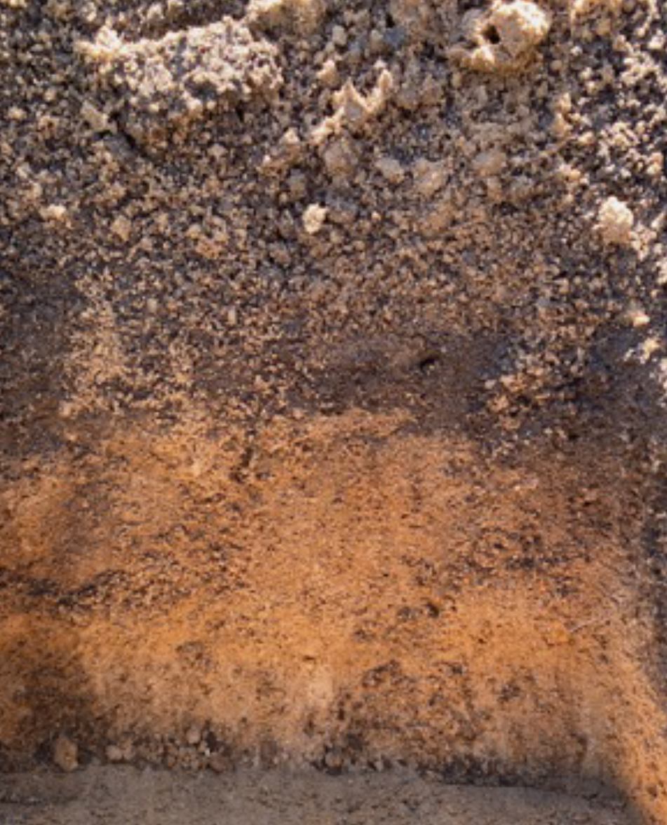 Yellow/brown deep sandy duplex soil (pH-CaCl2 4.7 in top 30 cm), sheep pasture. UWA Farm, Pingelly, Western Australia. Photo: Lynette Abbott