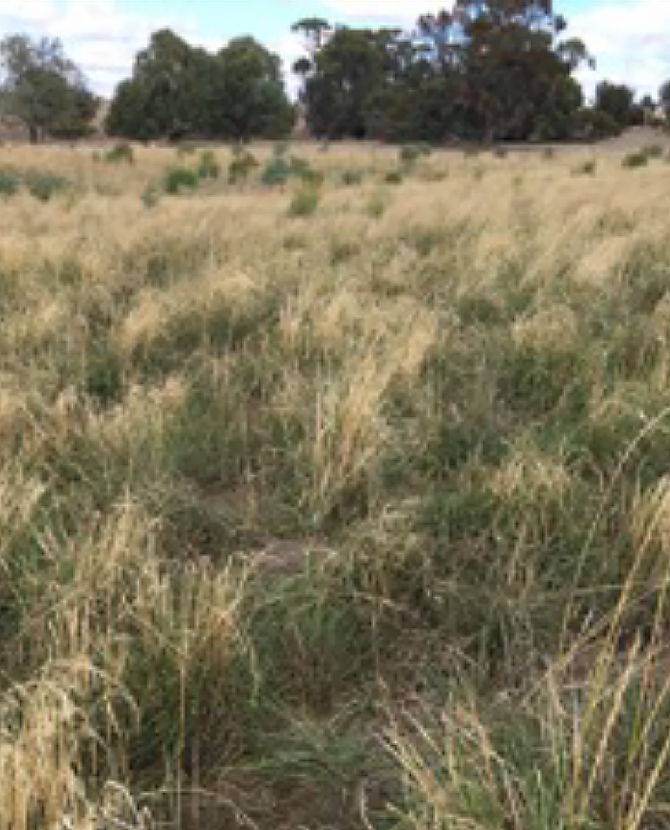 Mixed annual and perennial pasture species. Yellow/brown deep sandy duplex soil.UWA Farm, Pingelly, Western Australia. Photo: Lynette Abbott