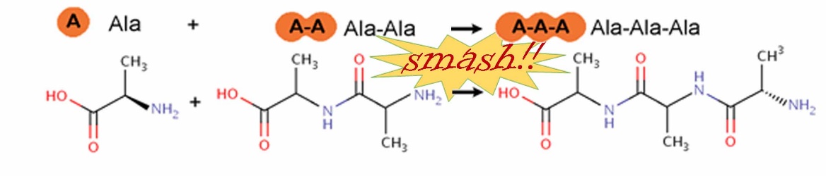 Figure 1. Mechanochemistry: smashing molecules together to make larger molecules such as polymers. Top: a monomer (single molecule) of the amino acid alanine (ala) is smashed against an alanine dimer (ala-ala) to form the alanine trimer (ala-ala-ala), a short version of the alanine polymer, polyalanine. Bottom: the molecular structures of the alanine monomer, dimer, and trimer. Alanine is one of the 20 amino acids that polymerize end-to-end to form proteins in living systems. Two amino acids form a bond between the carboxyl (-COOH) group at the end of one amino acid and the amino (-NH2) group at the end of the other amino acid, forming a carbonyl (-CONH) group and a water molecule (H2O). Water molecules are not shown in this figure. The carbonyl groups are shown in this figure as HN bonded to a carbon atom (C), shown only as an angle between 2 bonds; carbon atoms are also shown as an angle with a double bond (two bonds) to O.